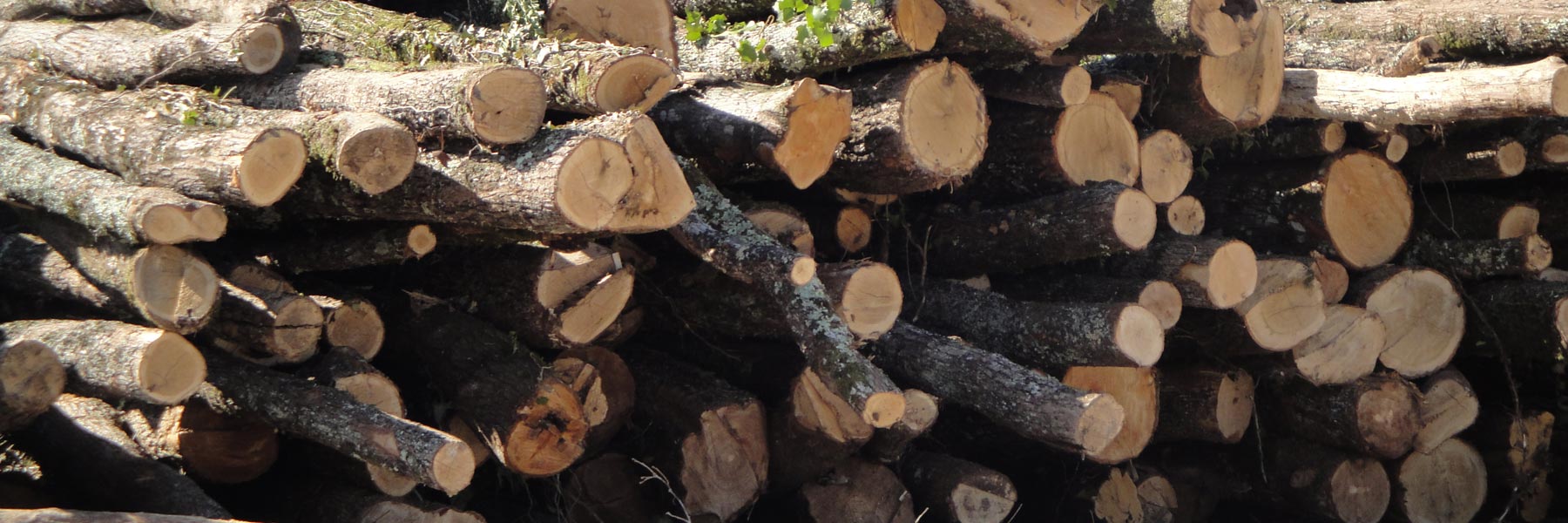 Bois de chauffage chêne vert durable vente sur place à Pézènes-les